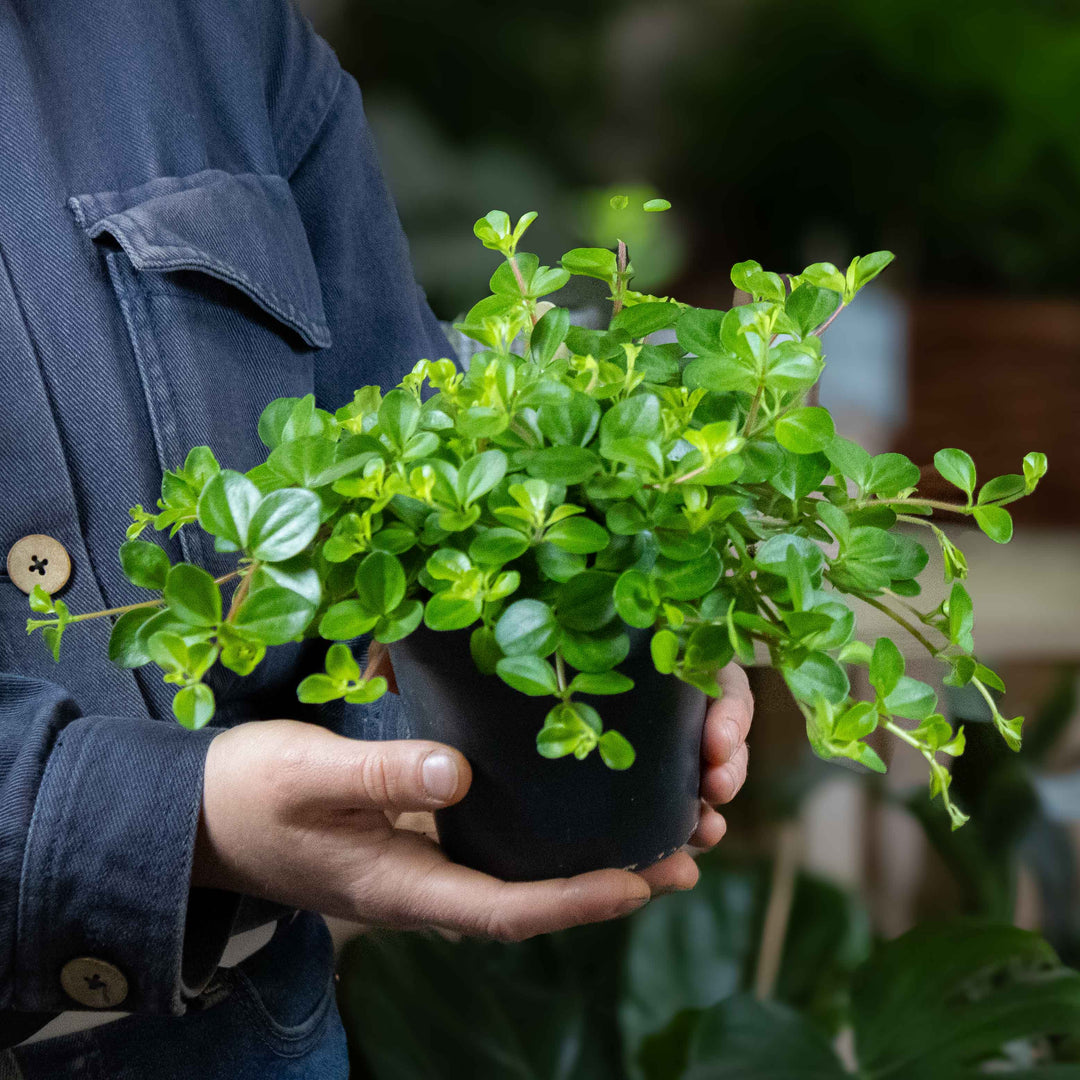 jade peperomia plant Peperomia rotundifolia (Trailing Jade) 12cm | For Sale
