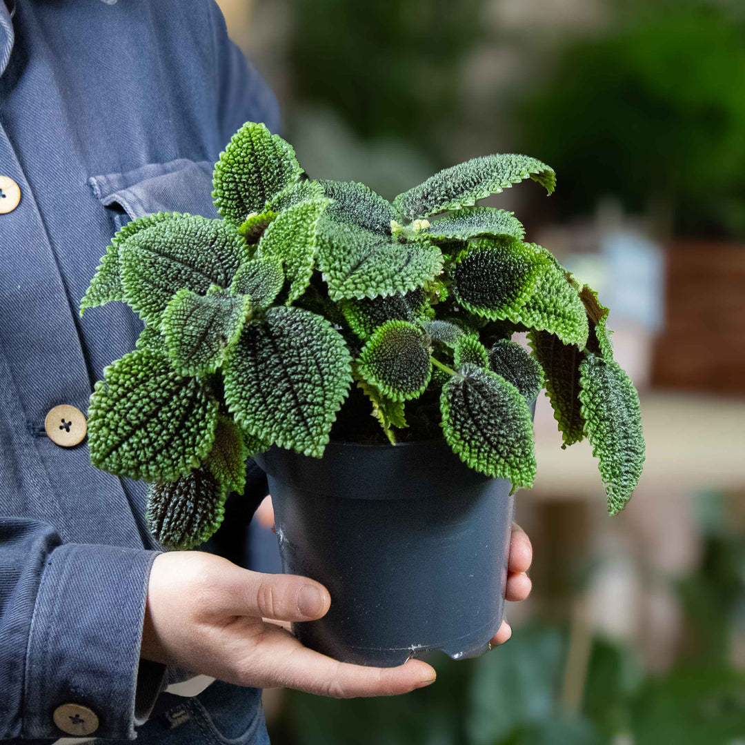 pilea moon valley plant Pilea mollis (Pilea Moon Valley) 12-14cm | For Sale