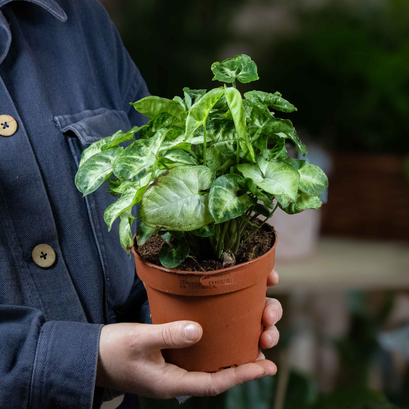 12cm Arrowhead Vine with vibrant foliage—Syngonium podophyllum, perfect for low-maintenance houseplant displays and tropical décor.