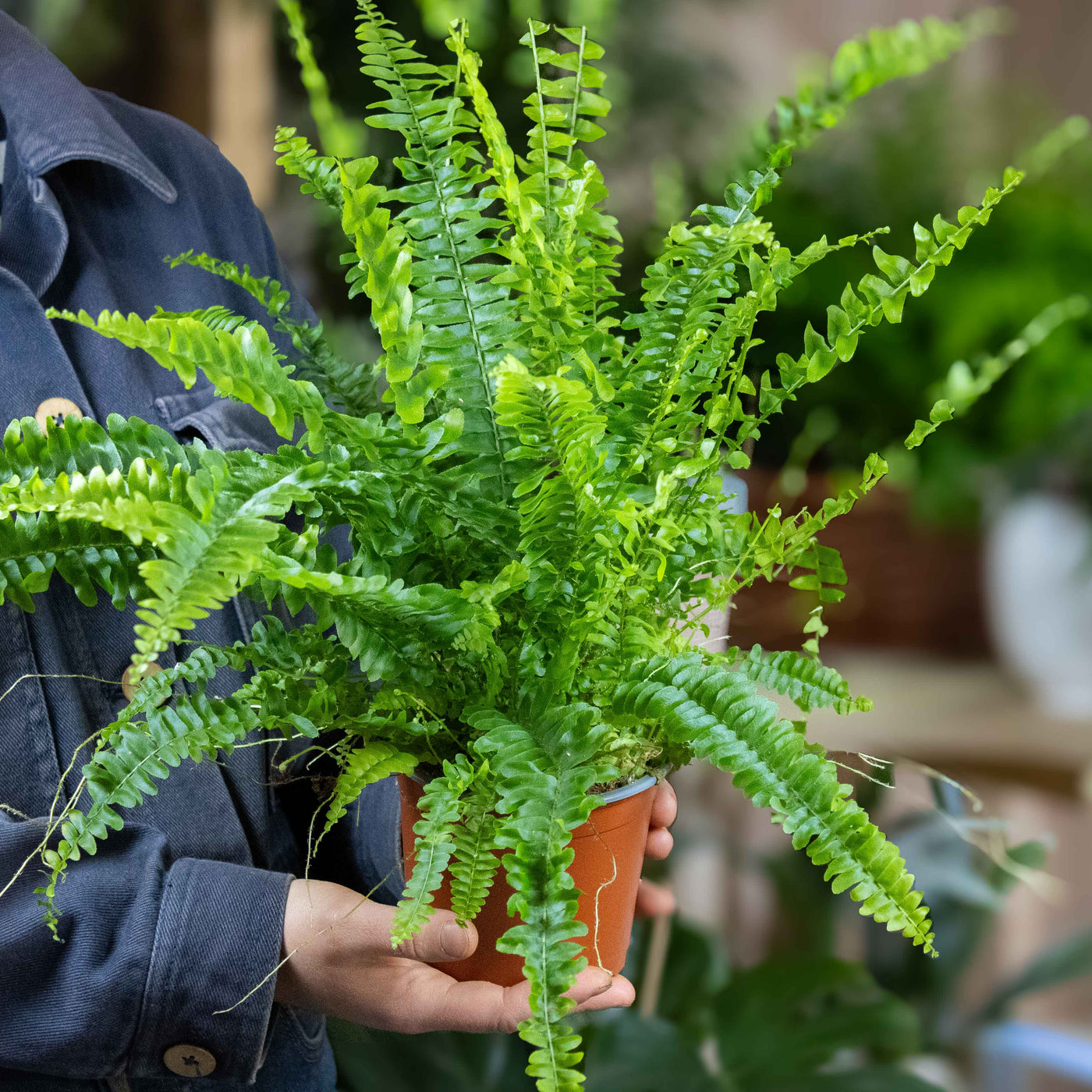 Feather-like foliage of Nephrolepis exaltata in 12cm pot—ideal low-maintenance fern for tropical-inspired interiors or plant lovers.