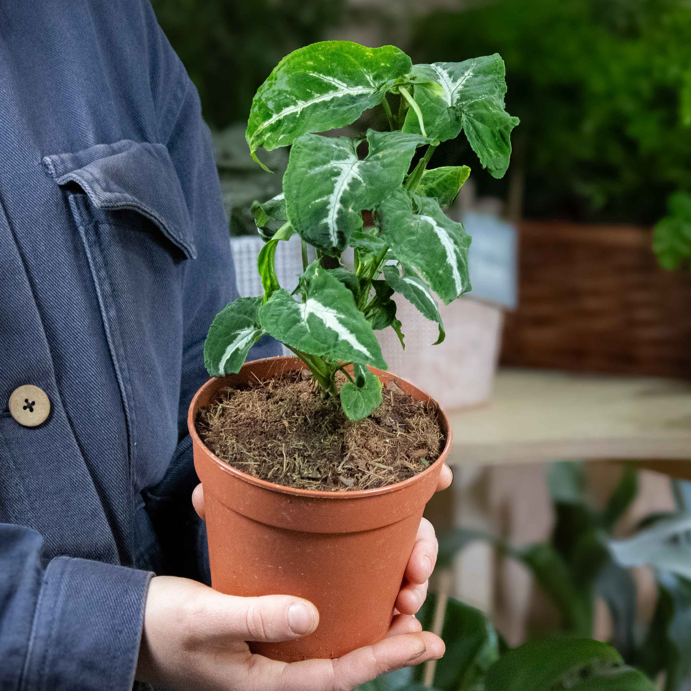 Syngonium wendlandii—unique silver-striped tropical foliage in a compact 12cm format, easy to grow and stunning indoors.