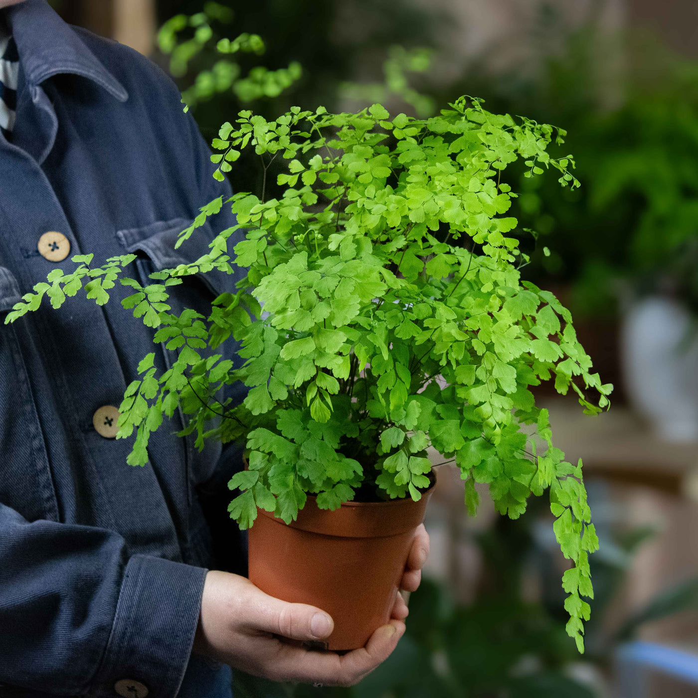Listado de plantas individuales