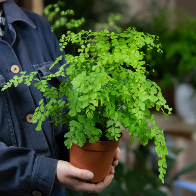 Listado de plantas individuales