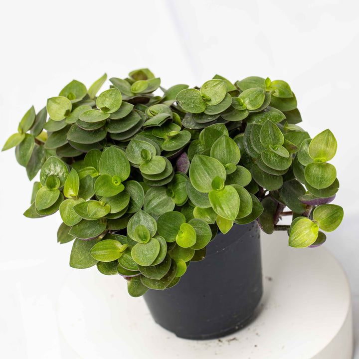 turtle vine house plant Callisia repens (Turtle Vine) 6cm | For Sale