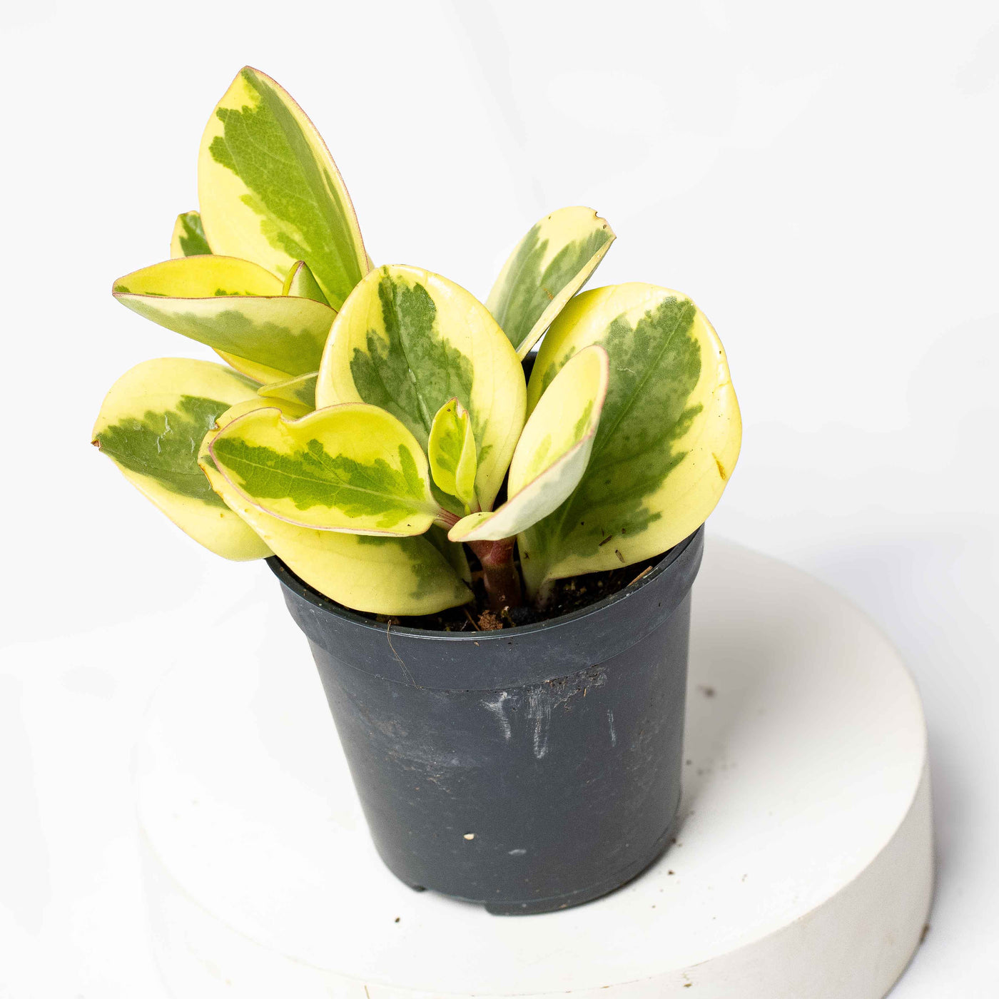 Close-up of Peperomia obtusifolia foliage with thick, spoon-shaped leaves—great for low-light homes and easy-care houseplant collections.