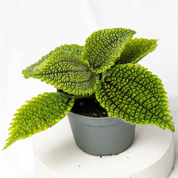Pilea mollis (Pilea Moon Valley) 6cm | For Sale
