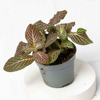 Close-up of pink-veined Fittonia foliage, ideal for humid environments like closed terrariums or bathroom plant styling.