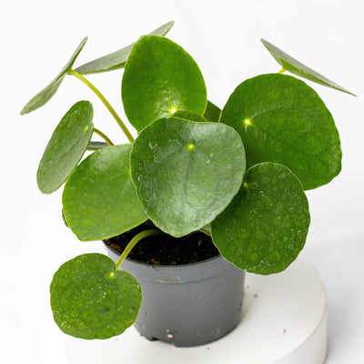 Compact Pilea peperomioides in nursery pot, popular for its striking leaf shape and quick growth—great for beginners and plant shelves.
