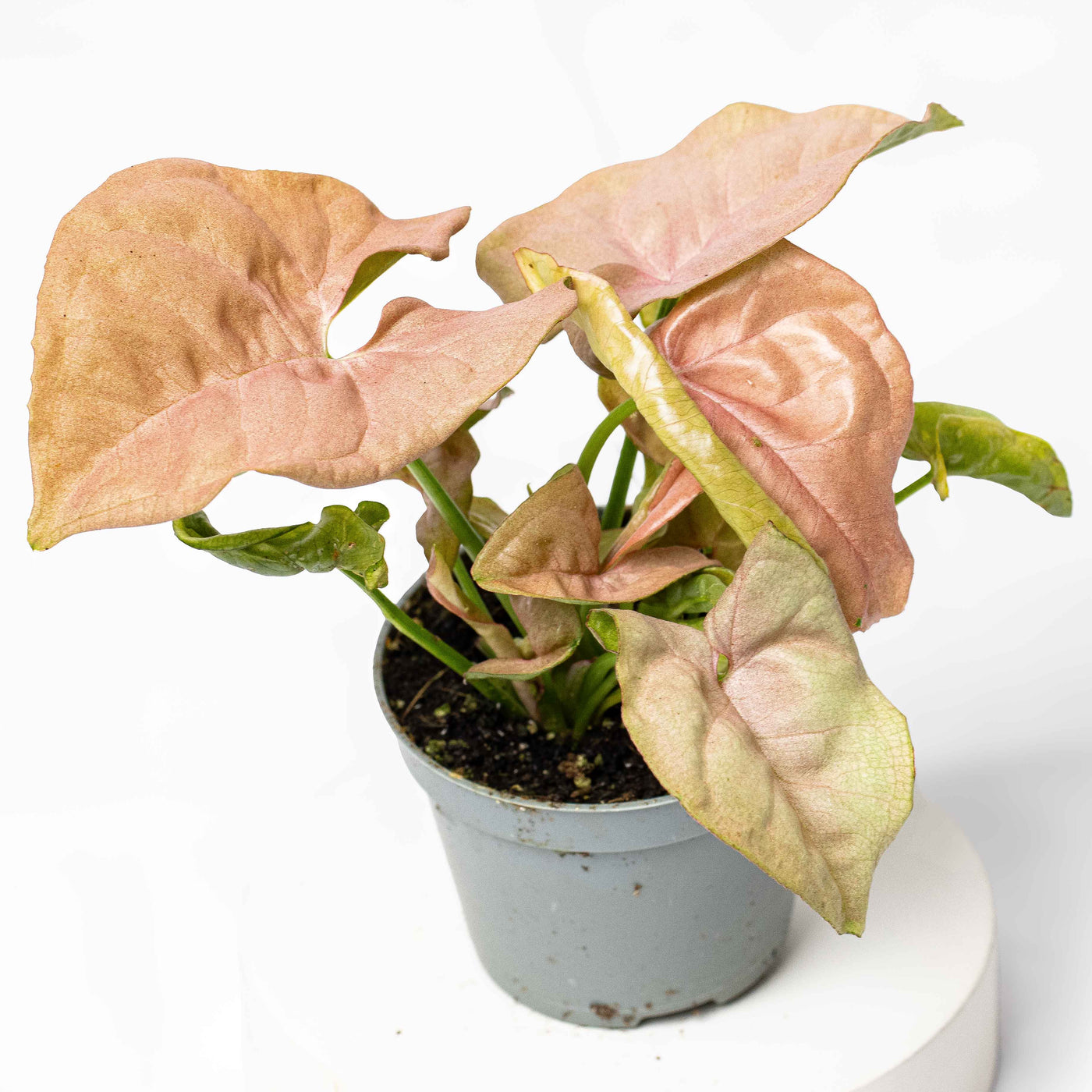 Compact pink Syngonium in nursery pot—unique foliage plant for vibrant terrariums, desk displays, or tropical plant bundles.