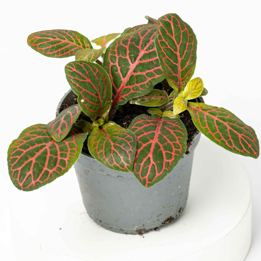 Fittonia albivenis (Red) 6cm | For Sale | ome
