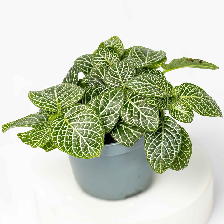 NewPlants-38_720x.jpg?v=1747750065