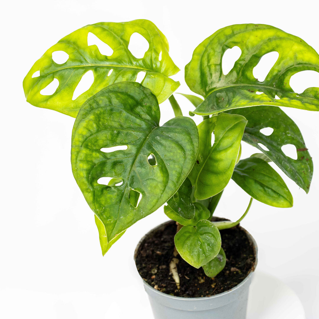 Monstera obliqua (Monkey-leaf) 6cm | For Sale