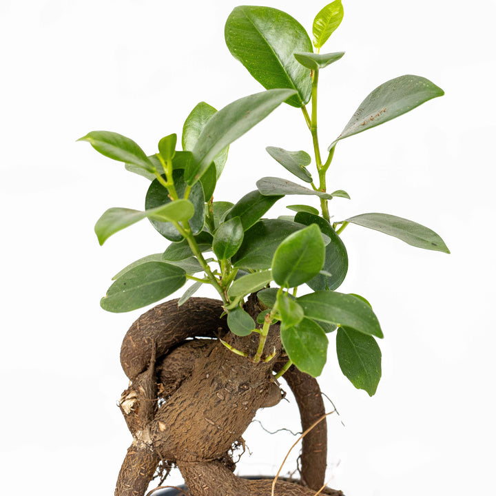Ficus ginseng microcarpa (Ficus Bonsai) 6/7cm | For Sale