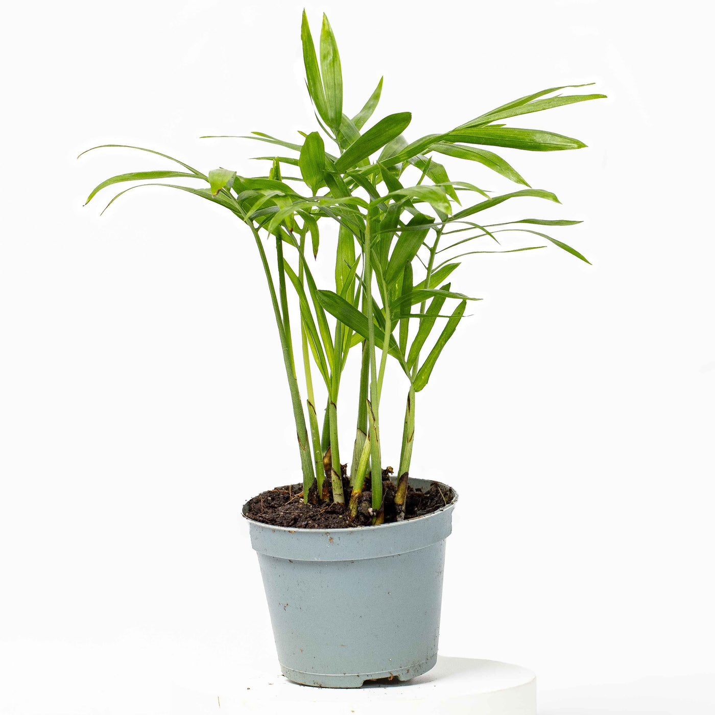 is chamaedorea elegans an indoor plant Chamaedorea elegans (Parlour Palm) 6cm | For Sale