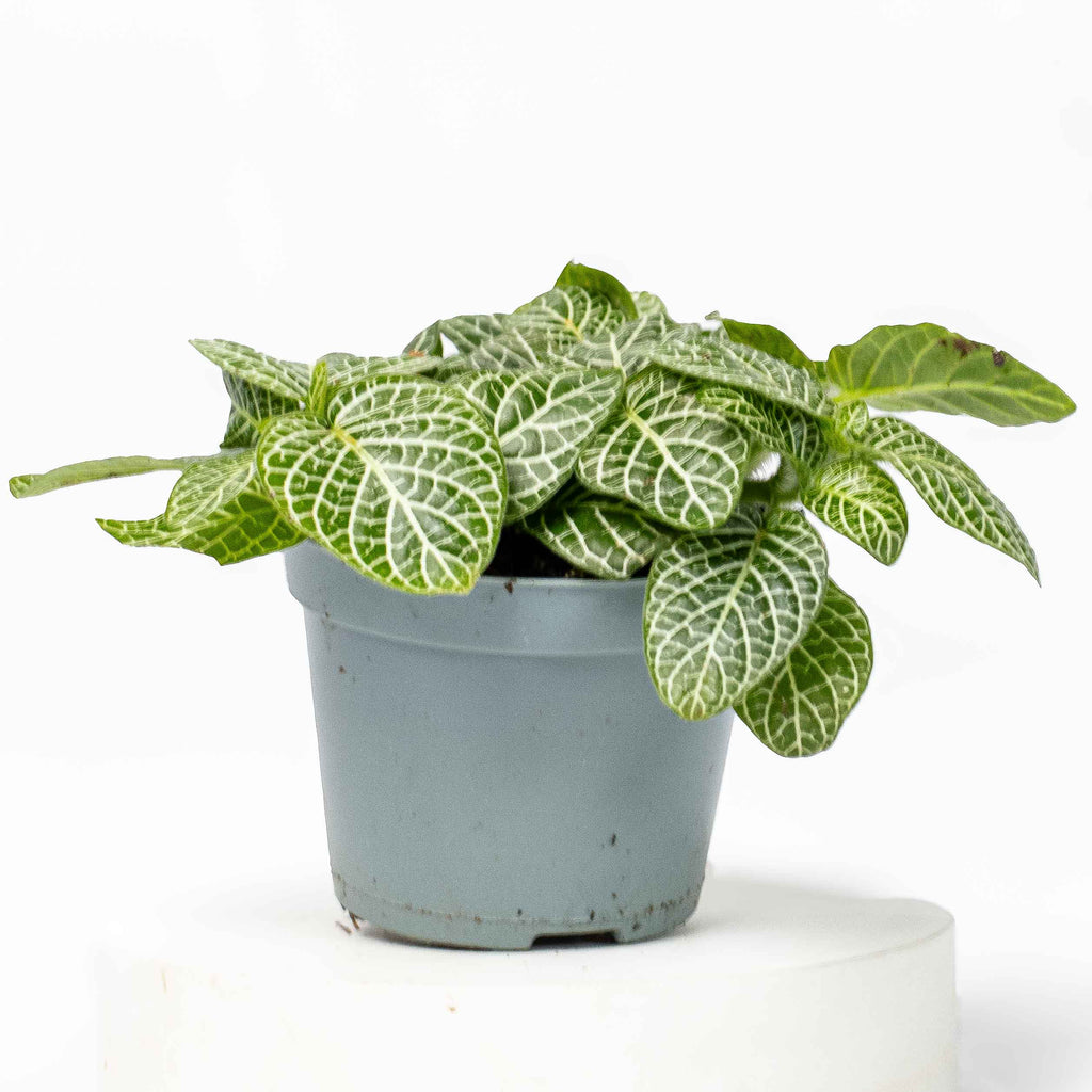 Fittonia albivenis (Green) 6cm | For Sale