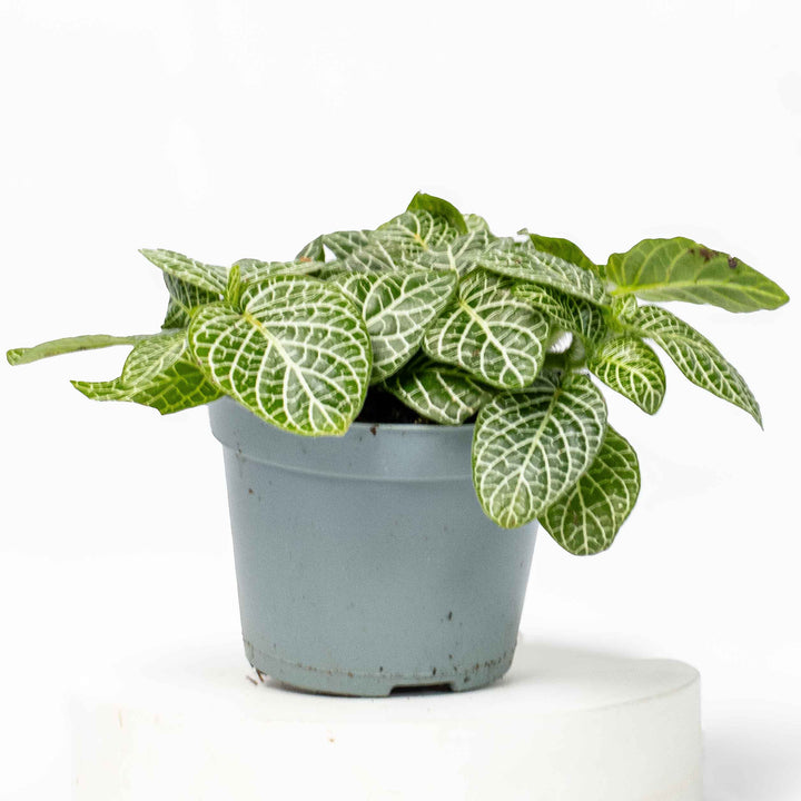 NewPlants-46_720x.jpg?v=1747744606