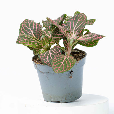 Pink Fittonia nerve plant with vibrant veined leaves in a compact pot, perfect for terrariums or colourful indoor plant displays.
