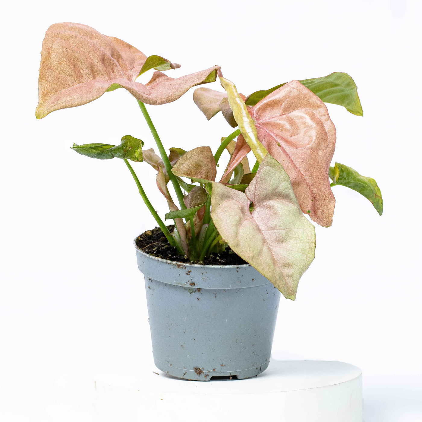 Syngonium podophyllum ‘Pink Allusion’ in 6cm pot with blush-toned leaves—ideal for terrariums, indoor plant styling, and houseplant collectors.
