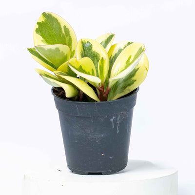 Peperomia obtusifolia in a 6cm nursery pot with glossy green leaves—ideal for terrariums, desk plants, and compact indoor spaces.