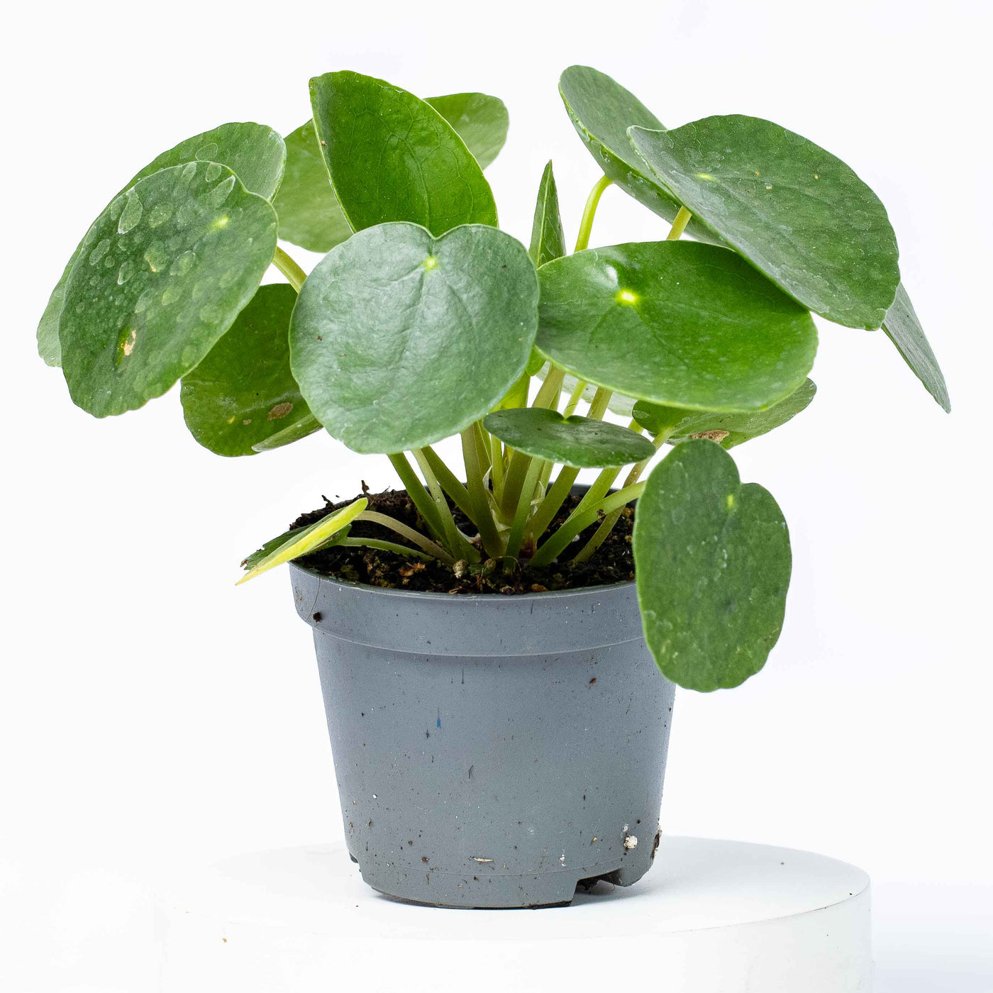 Pilea peperomioides is an iconic houseplant recognised for its perfectly round, coin-shaped leaves and minimalist charm