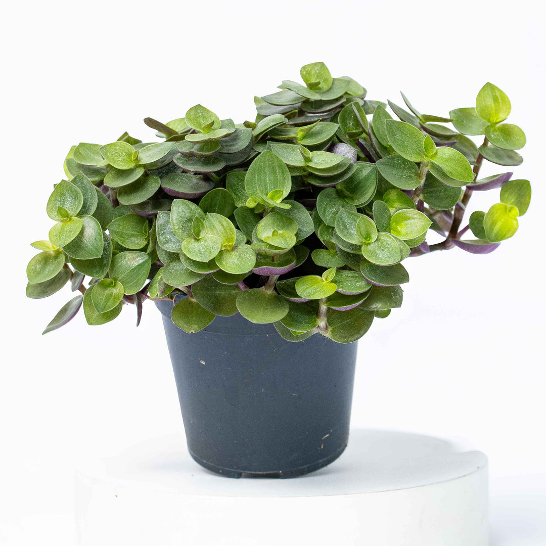 succulent turtle for sale Callisia repens (Turtle Vine) 6cm | For Sale