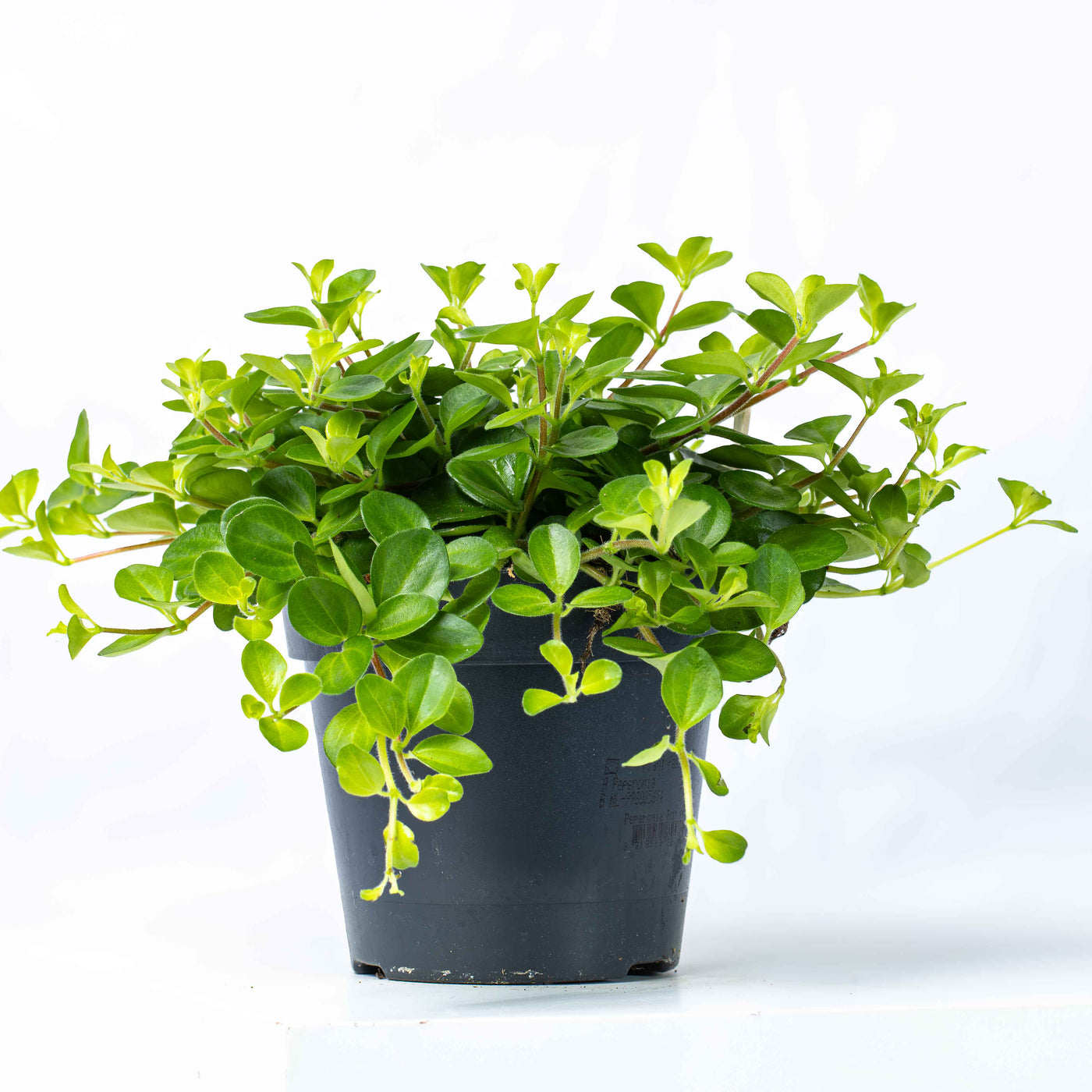 Peperomia rotundifolia (Trailing Jade) in 12cm pot with cascading round green leaves—ideal for terrariums, shelves, or hanging displays.