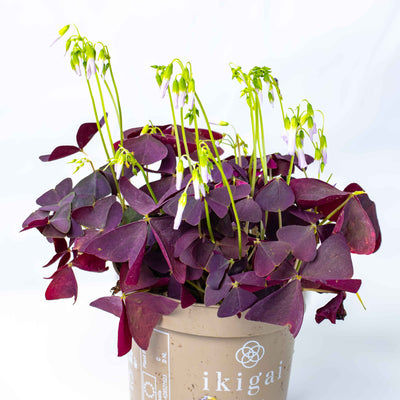 Striking Oxalis ‘Mijke’ plant featuring rich purple foliage—compact 12cm houseplant ideal for windowsills, desks, or terrariums.