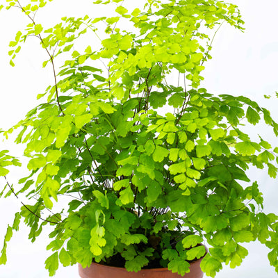 Listado de plantas individuales