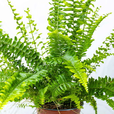 Boston Fern with full, arching fronds in 12cm pot—classic indoor plant for terrariums, bathrooms, or shaded living areas.