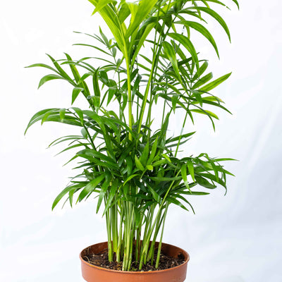 Parlour Palm in a 12cm nursery pot with soft, air-purifying leaves—an easy-care tropical plant for indoor use.