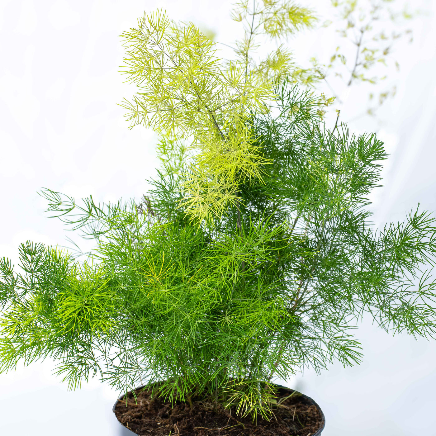 Close-up of Asparagus umbellatus showing feathery foliage—adds texture and movement to terrariums or plant shelves.