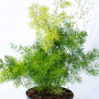 Close-up of Asparagus umbellatus showing feathery foliage—adds texture and movement to terrariums or plant shelves.
