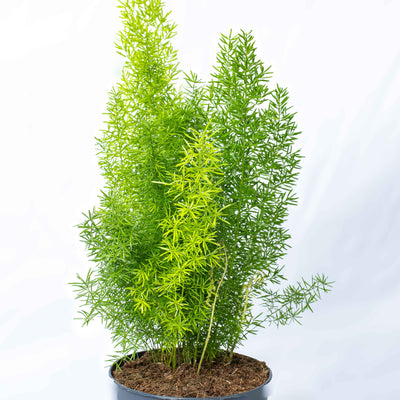 12cm Ming Fern plant with soft, finely divided green leaves—rare indoor plant perfect for elegant, low-maintenance décor.