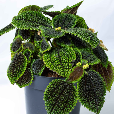 14cm Pilea mollis with crinkled, vibrant leaves—Moon Valley plant adds drama and depth to terrariums or decorative indoor planters.