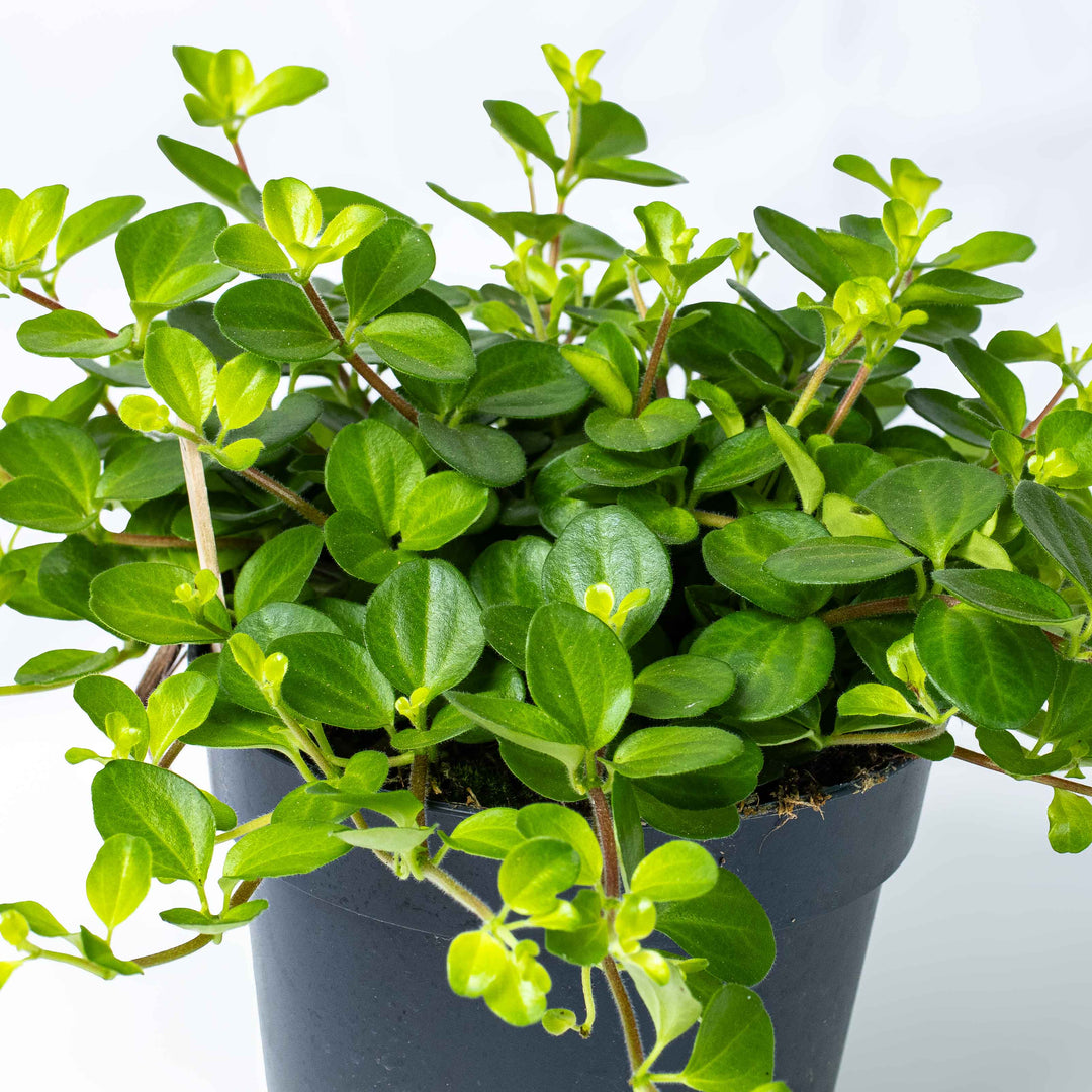 jade plant dark green Peperomia rotundifolia (Trailing Jade) 12cm | For Sale