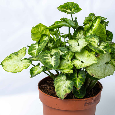 Syngonium plant in 12cm pot—fast-growing indoor vine with soft green leaves, great for brightening up homes or plant shelves.