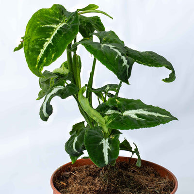 12cm Silver Goosefoot plant—Syngonium wendlandii with dramatic foliage, perfect for low-light rooms and stylish home décor.