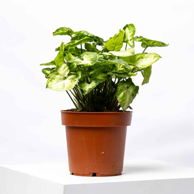 Syngonium podophyllum (Arrowhead Vine) in 12cm pot—lush green arrow-shaped leaves ideal for indoor plant lovers and terrariums.