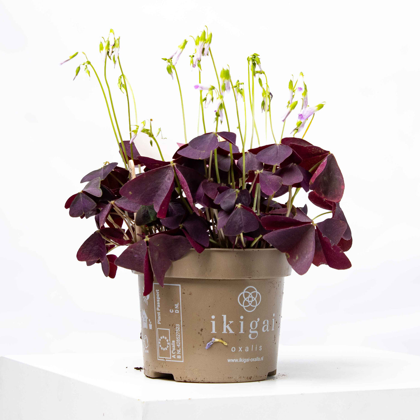 Oxalis Mijke (Purple Shamrock) in 12cm pot with bold, deep-purple triangular leaves—perfect for vibrant indoor plant displays.