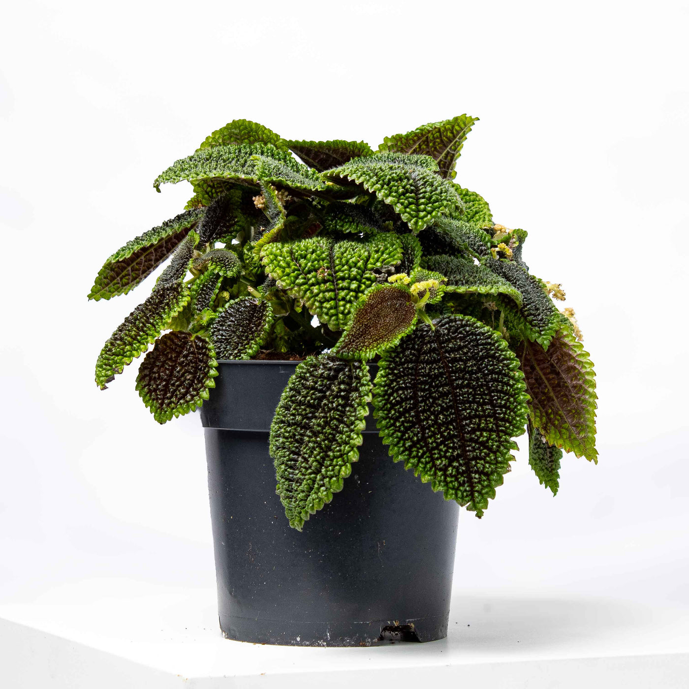 Pilea mollis (Moon Valley) in 14cm pot—bold textured foliage with green and bronze tones, ideal for striking indoor plant displays.