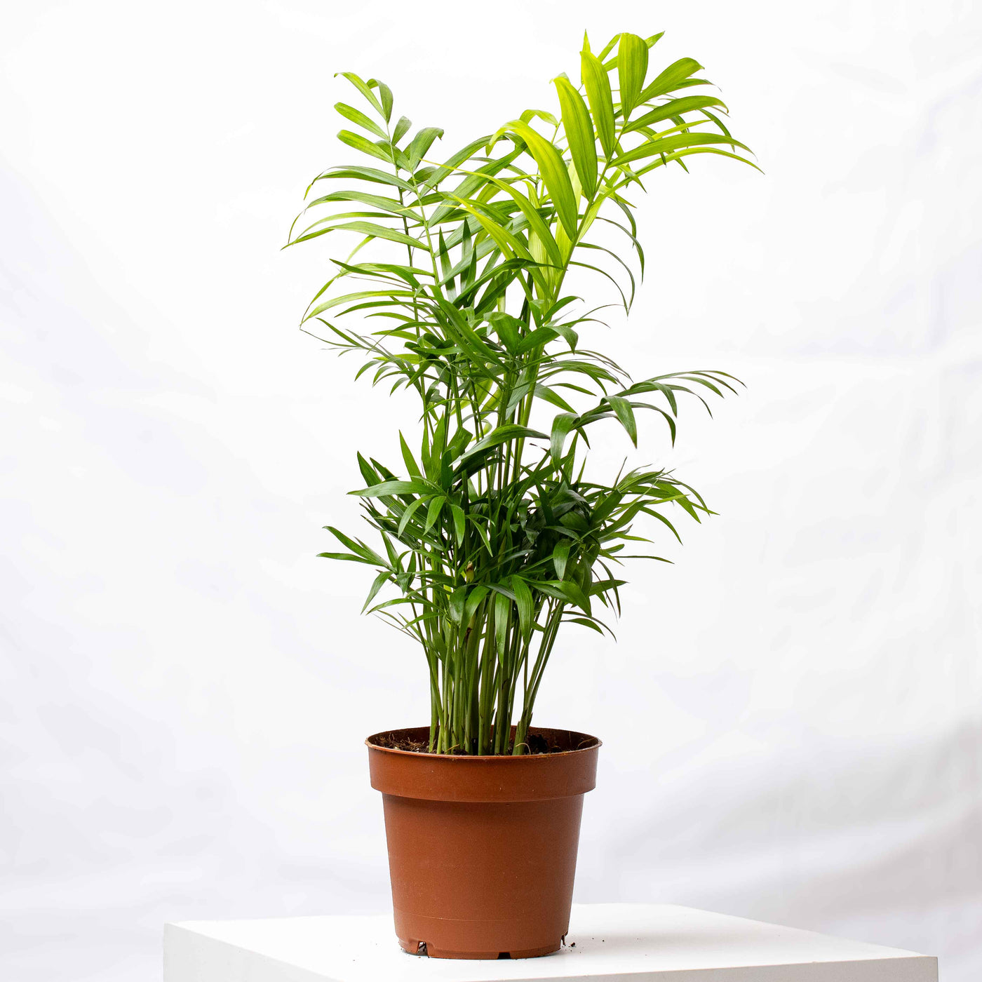 Chamaedorea elegans (Parlour Palm) in 12cm pot with elegant, feathery fronds—ideal for low-light interiors and tropical terrariums.