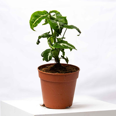 Syngonium wendlandii (Silver Goosefoot) in 12cm pot—velvety green leaves with silver veins, ideal for terrariums and houseplant enthusiasts.