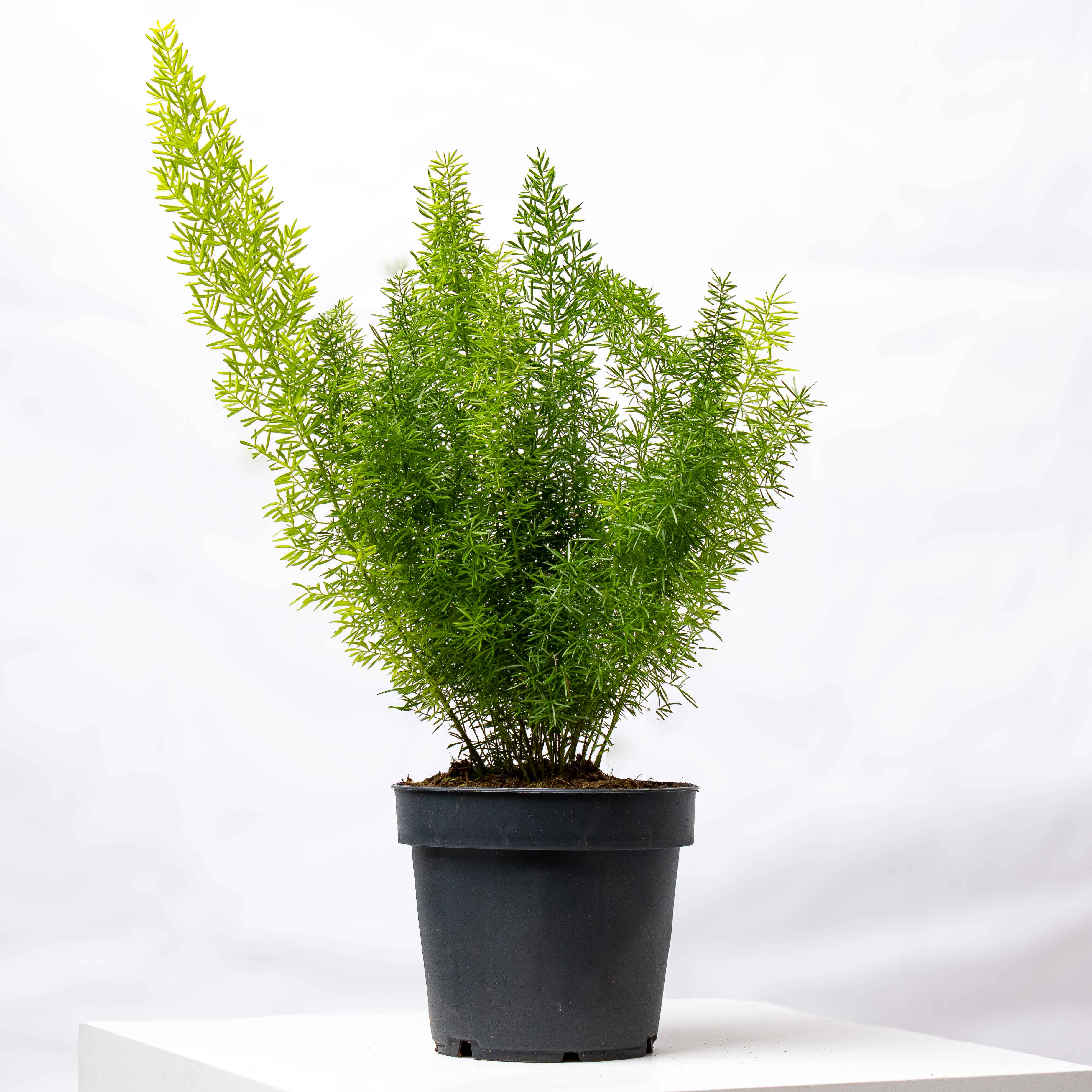 Asparagus myriocladus (Ming Fern) | For Sale | ome