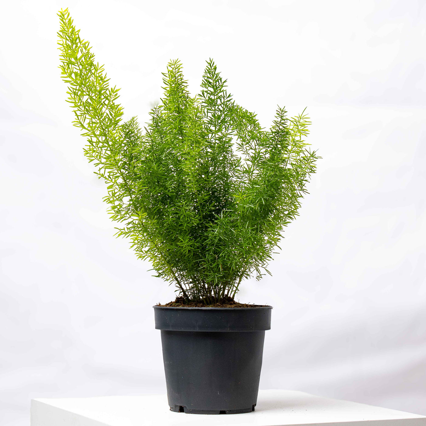 Asparagus myriocladus (Ming Fern) in 12cm pot with delicate, feathery foliage—ideal for textured indoor plant styling or terrariums.