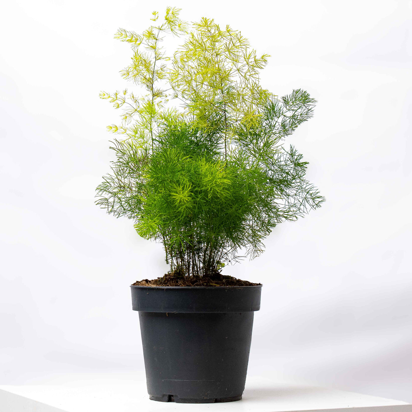 Asparagus umbellatus (Lace Fern) in 12cm pot with soft, lace-like foliage and trailing stems—ideal for hanging planters or terrarium displays.