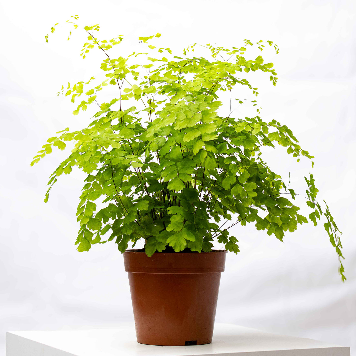 Listado de plantas individuales