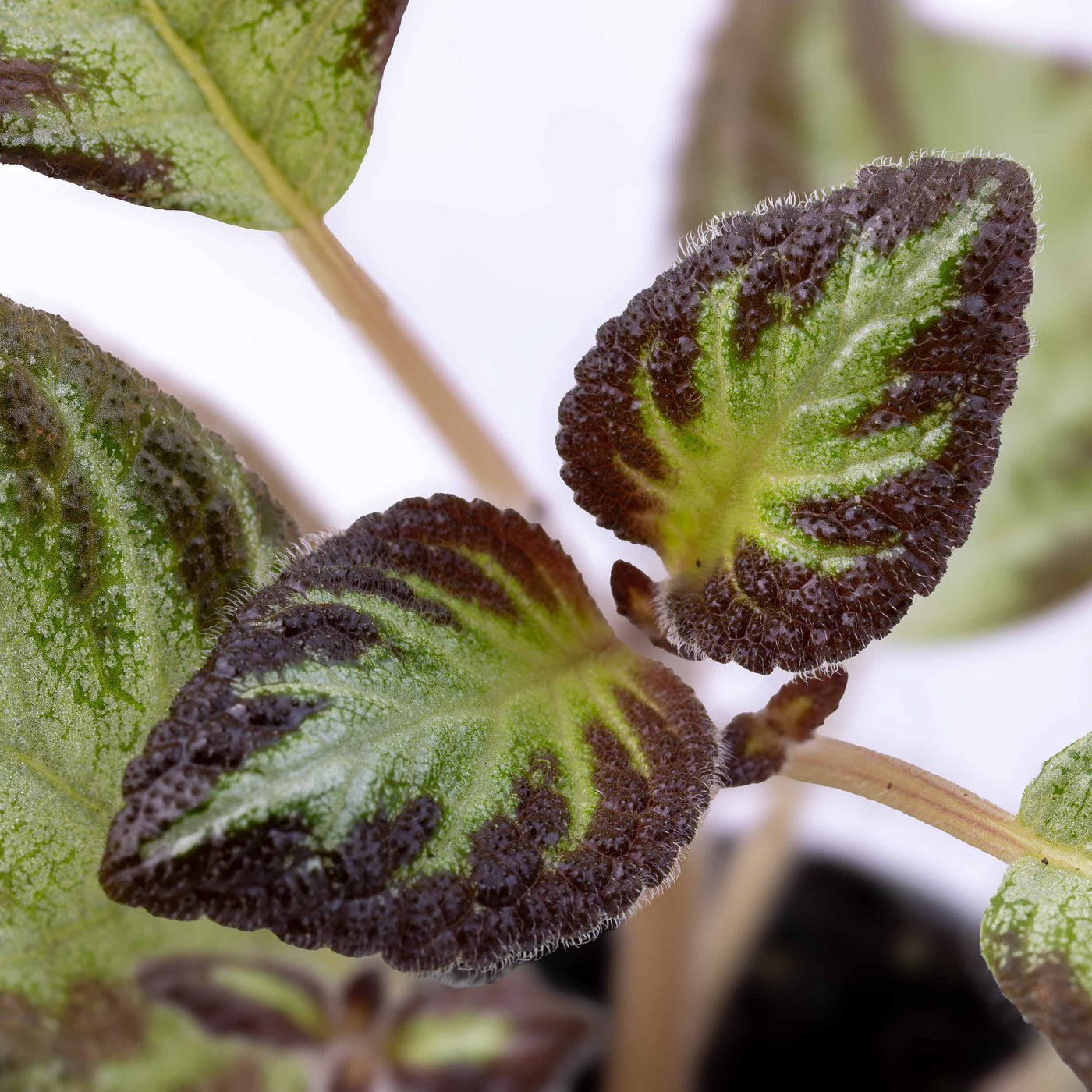 Close-up of Episcia cupreata leaves showing soft textured surface and rich colour tones, ideal for rare plant lovers and indoor décor.