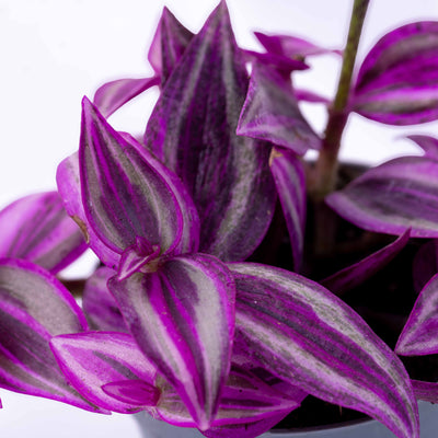 Close-up of Pink Paradise Tradescantia foliage showing vibrant metallic stripes, perfect for plant lovers seeking statement greenery.