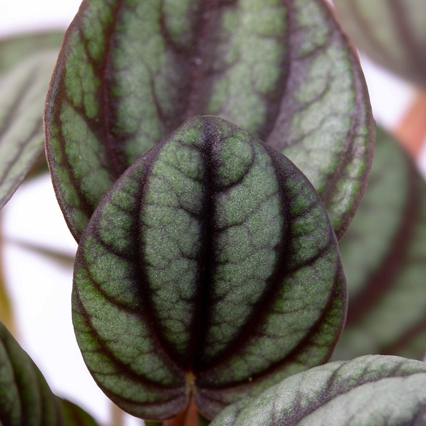 Peacock Peperomia in small nursery pot, showcasing decorative deep green leaves and tidy form for terrarium use or desk styling.