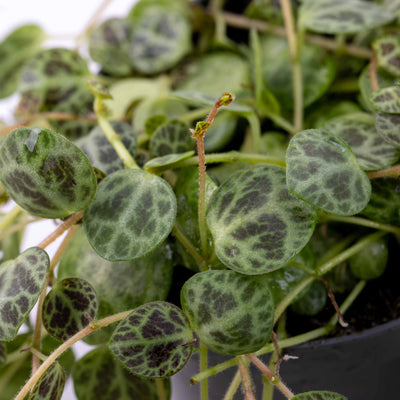 Peperomia prostrata (String of Turtles) 6cm